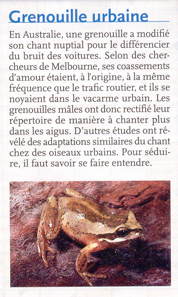 grenouille urbaine