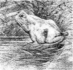 grenouille ou cheval