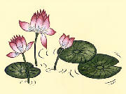 nenuphar
