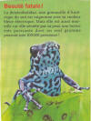 grenouille bleue